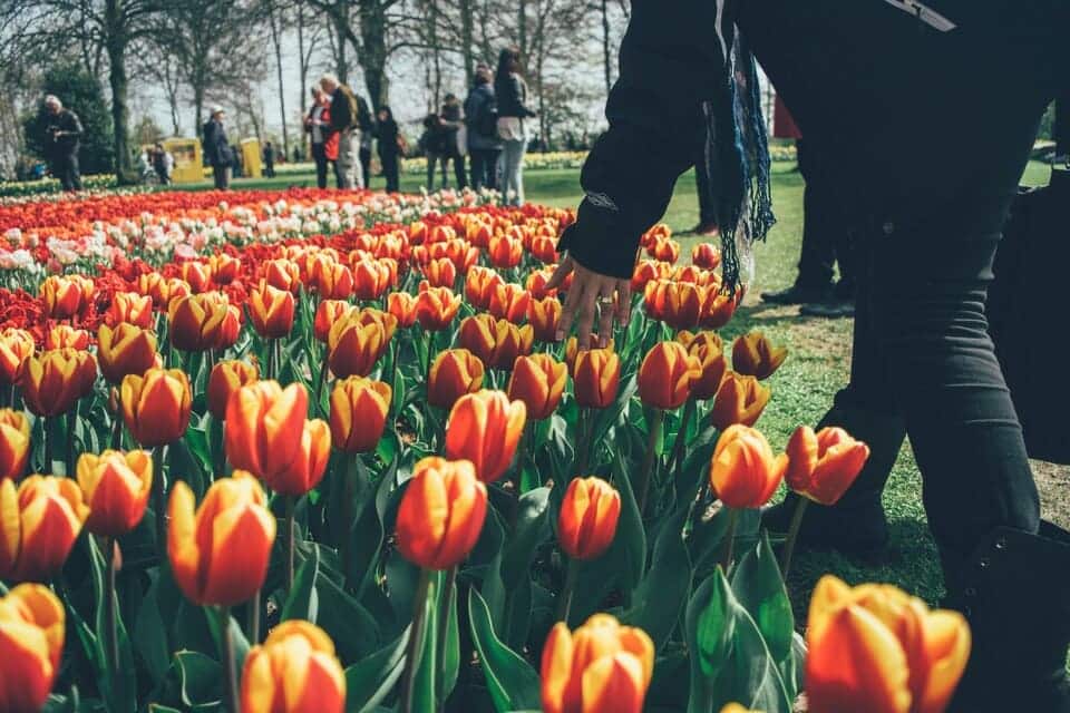 keukenhof tour amsterdam ()